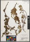Foto von Salix retusa L.
